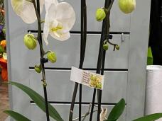 orchidées